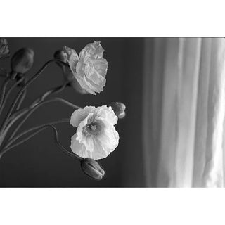 Kodak Professional Tri-X 400 Black and White Negative Film (35mm Roll Film, 36 Exposures)